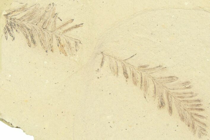 Shale With Dawn Redwood (Metasequoia) Fossils - Montana #356483
